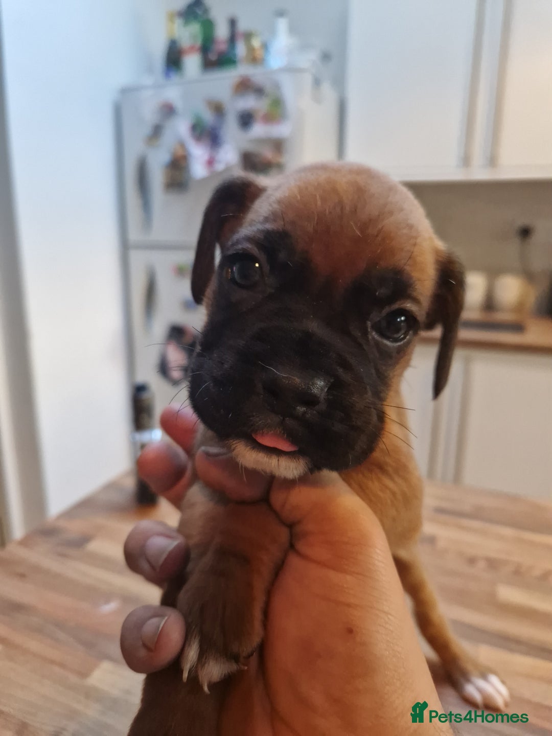Boxer dogs for sale: Beautiful litter of KC reg bobtail boxer pups - Image 20