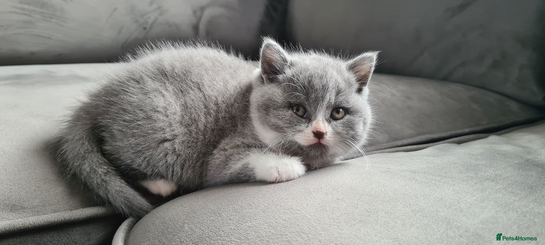 British Shorthair cats for sale: 4 Sweet PEDIGREE kittens - Image 7