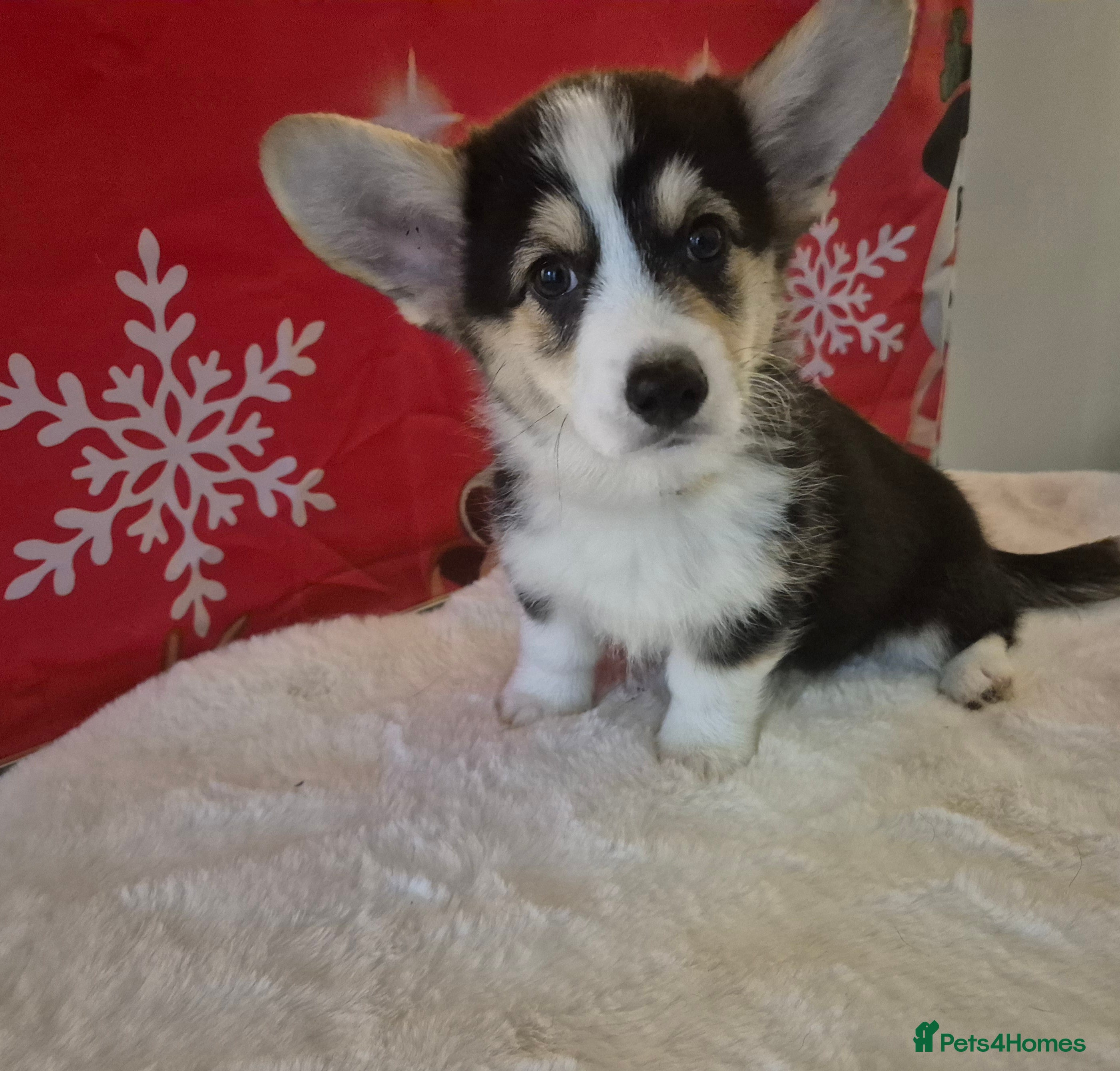 Welsh Corgi Pembroke dogs Kc reg Serbian lined bob & longtail, 1 fluffy - Advert 1