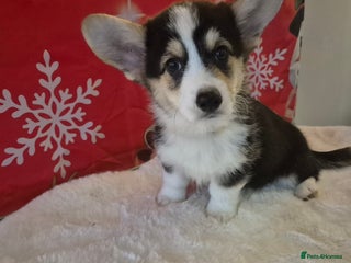 Welsh Corgi Pembroke dogs Kc reg Serbian lined bob & longtail, 1 fluffy - Advert 1