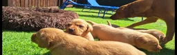 Labrador Retriever dogs for sale: Fox redlabrador puppies  - Advert 7