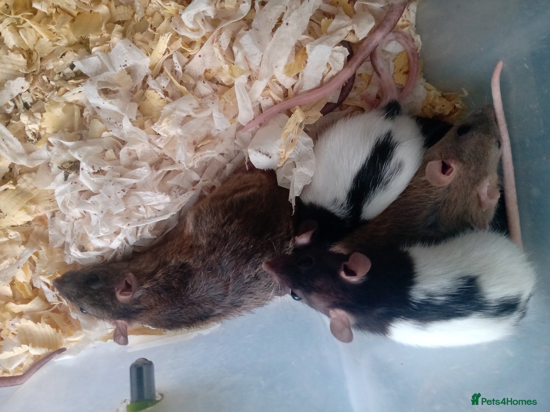 Rat rodents for sale: Darwf rats 8 females 3 males  - Image 5