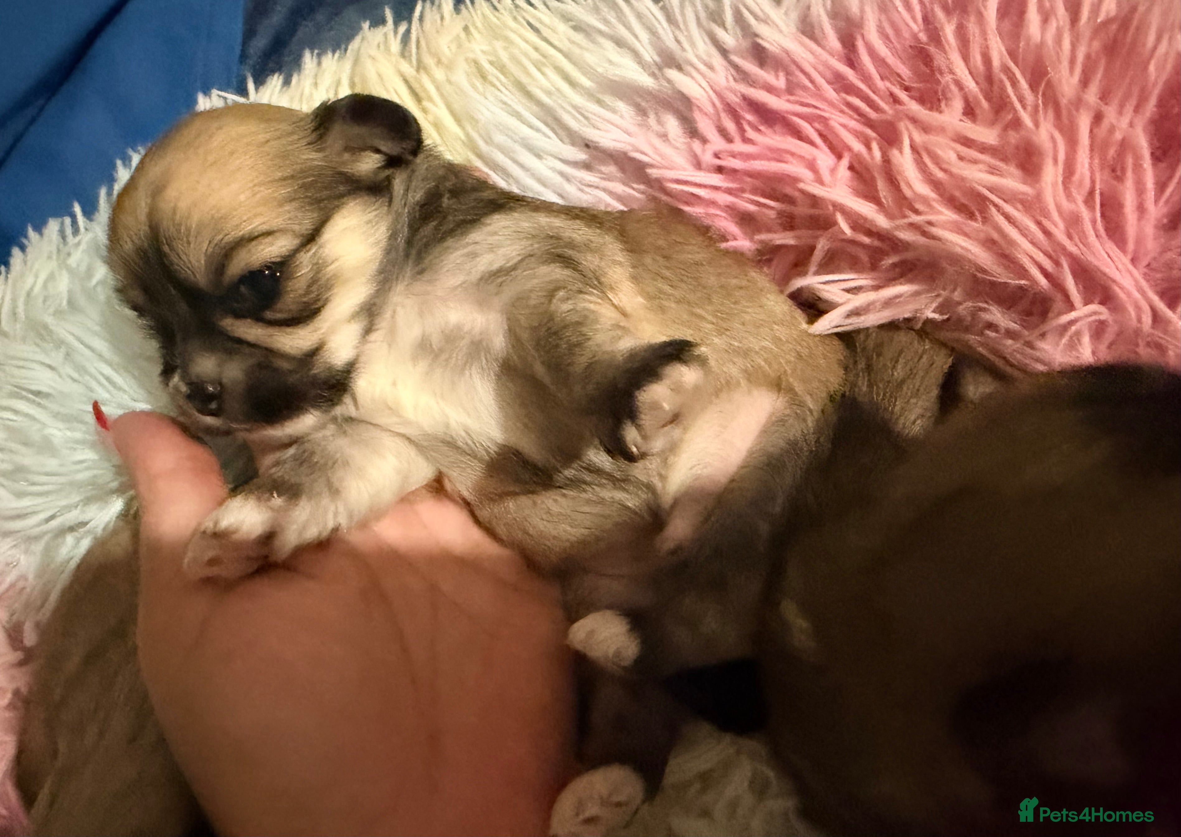 Mixed Breed dogs Malchi babies  - Advert 1