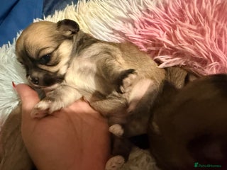 Mixed Breed dogs Malchi babies - Advert 9