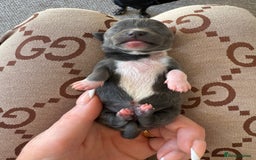 Chihuahua dogs for sale: Rare Grey & White Beauty with Blue-Toned Eyes  - Image 5