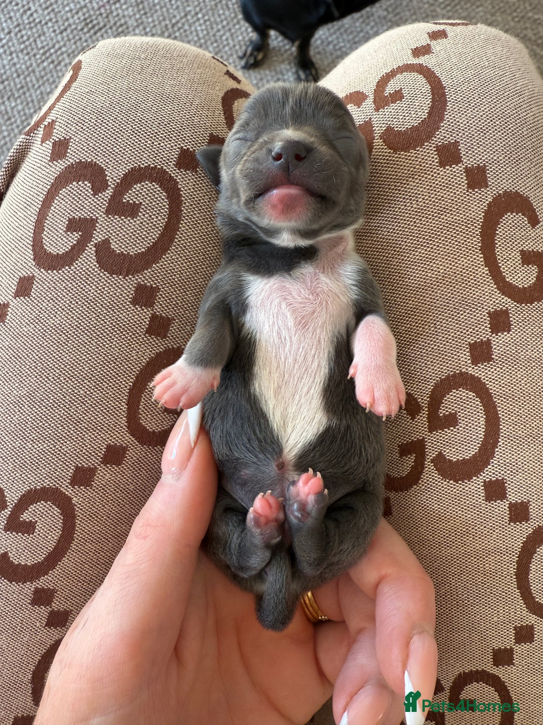 Chihuahua dogs for sale: Rare Grey & White Beauty with Blue-Toned Eyes  - Image 5