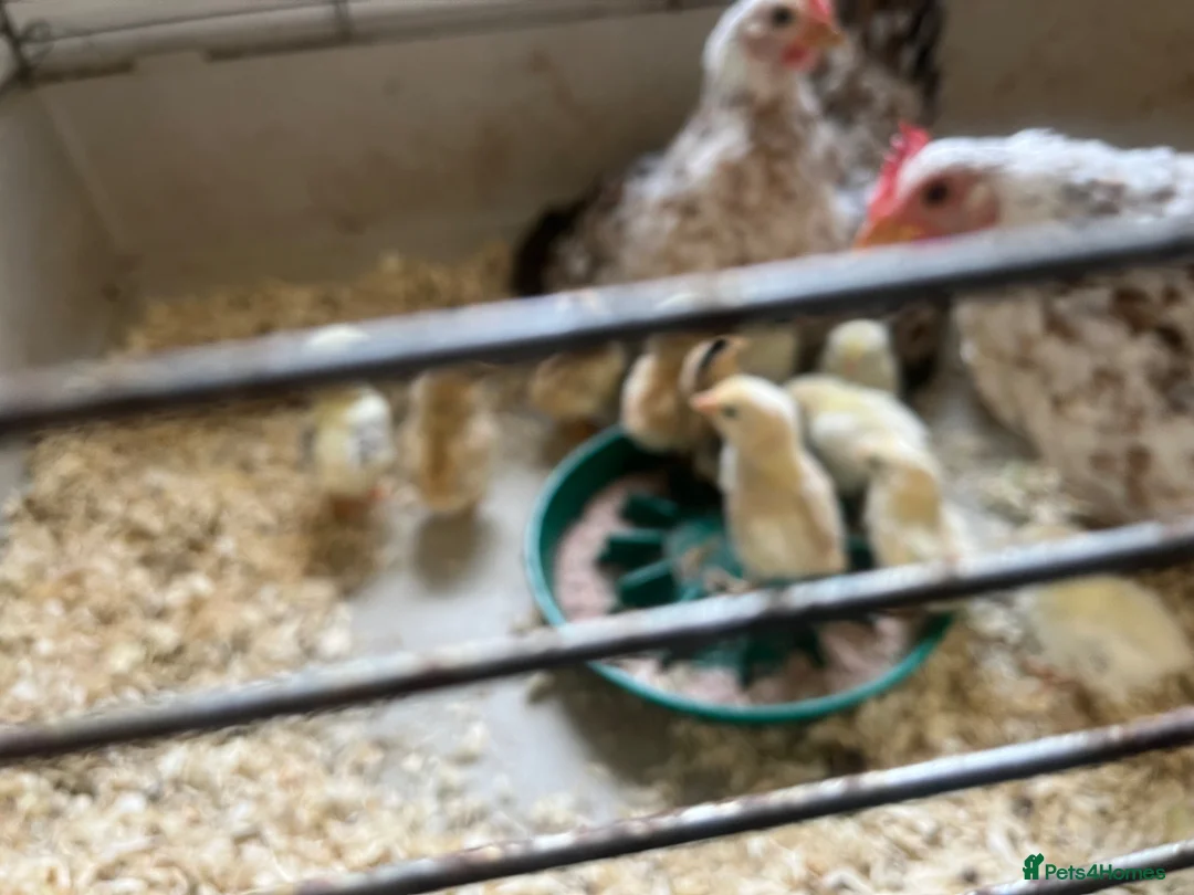 Mixed Breed birds for sale: Serama chicks for sale - Advert 2