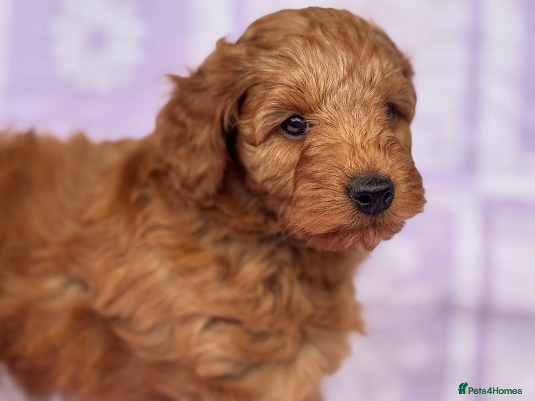 Cockapoo dogs for sale: Gorgeous Cockerpoo F1b - Image 1