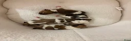 Jack Russell dogs for sale: Jack Russel puppies  - Advert 4