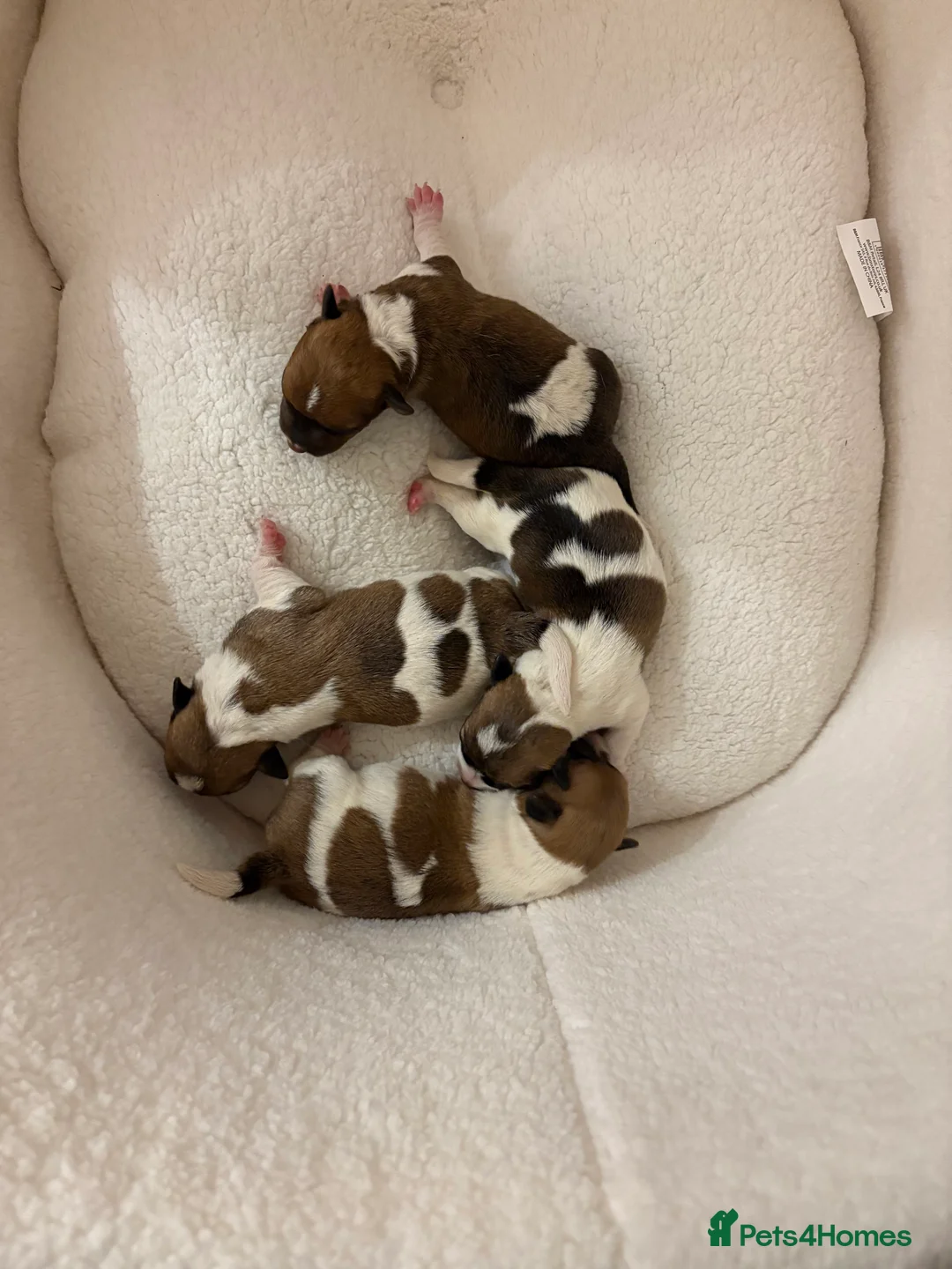 Jack Russell dogs for sale: Jack Russel puppies  - Advert 4