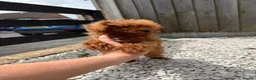 Toy Poodle dogs for sale: Small  **  Asian Poodle Boy in Grays - Advert 10