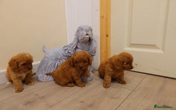 Cavapoo dogs for sale: F1 Cavapoo puppy's  - Image 8