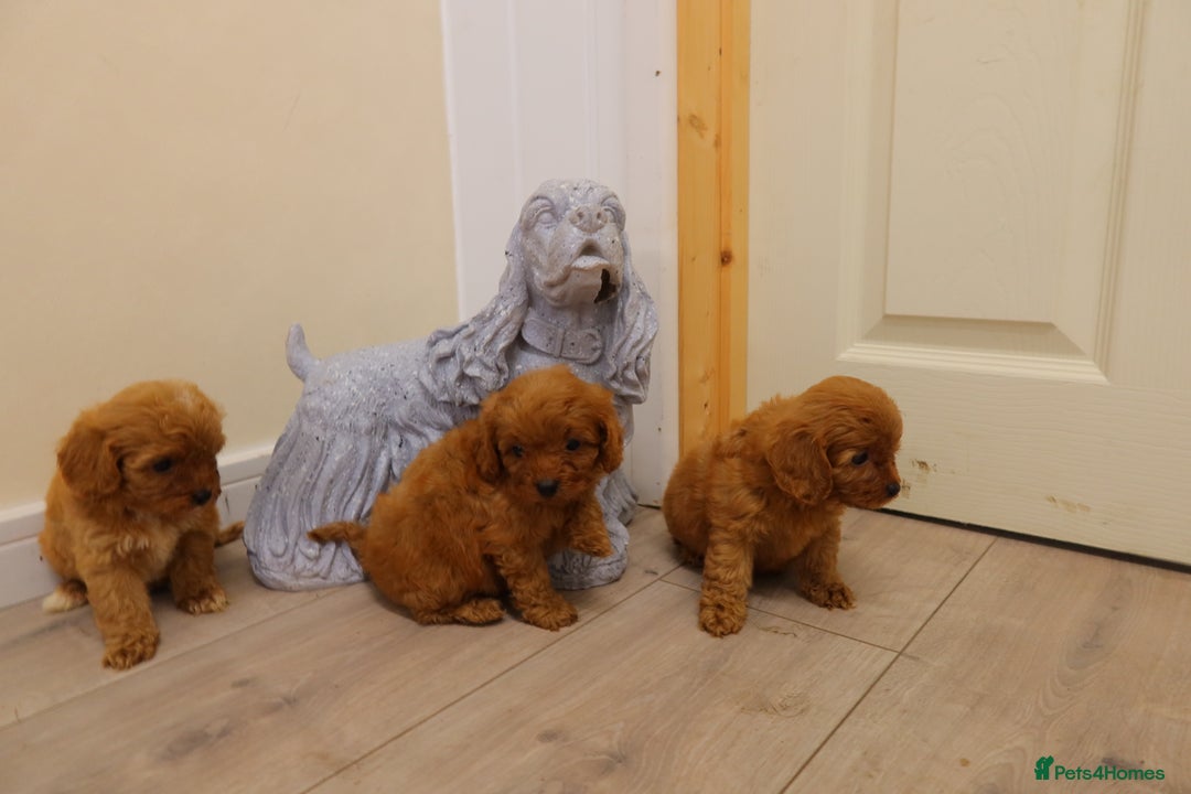 Cavapoo dogs for sale: F1 Cavapoo puppy's  - Image 8