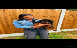 Tibetan Mastiff dogs for sale: 6 Tibetan Mastiff Puppies - Image 25