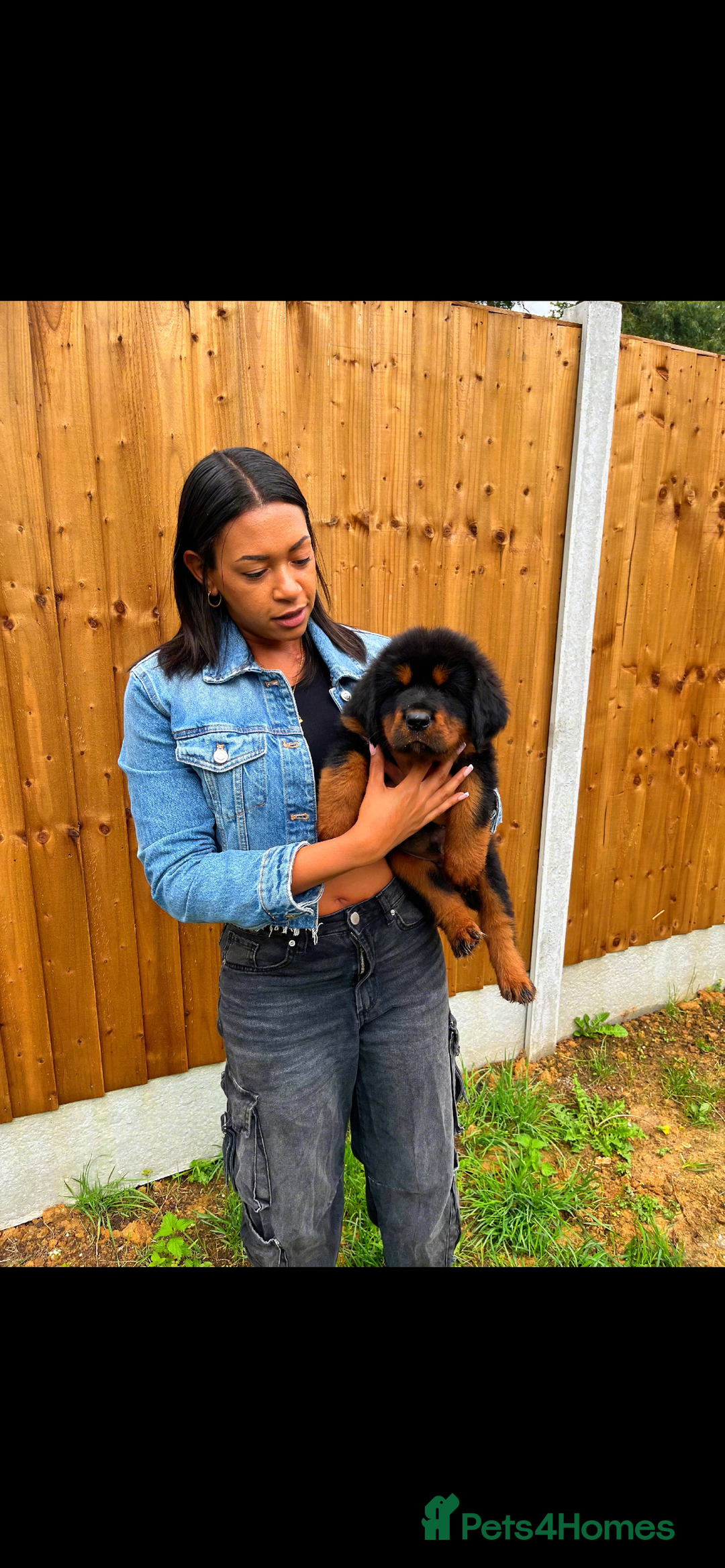 Tibetan Mastiff dogs for sale: 6 Tibetan Mastiff Puppies - Image 25