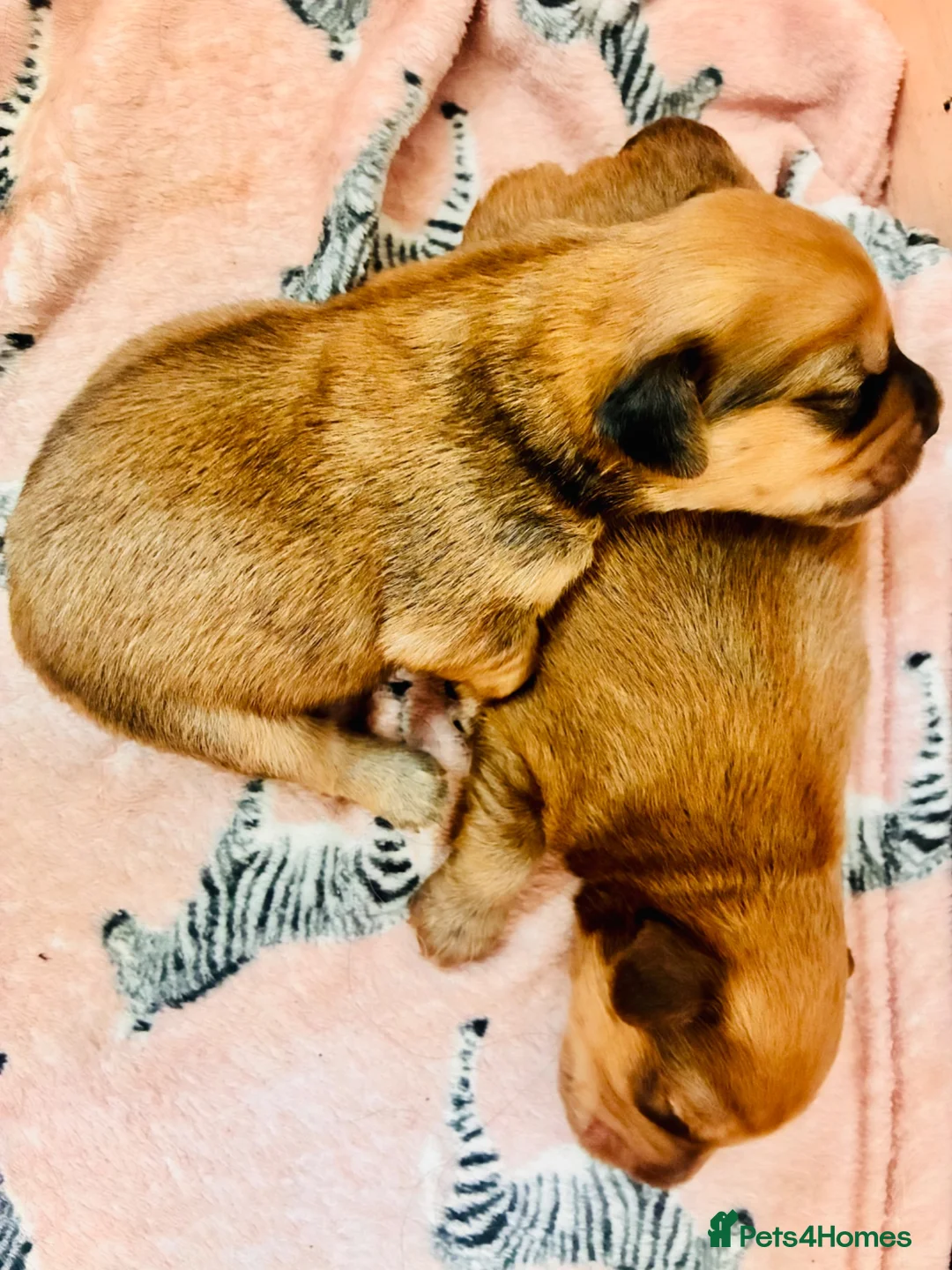 Mixed Breed dogs for sale: Cocker-Pomeranian  - Advert 1