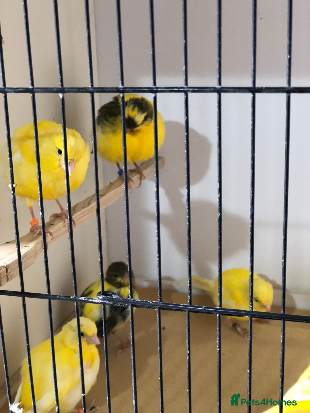 Canaries birds for sale: Fife canaries for sale 2025 bred - Image 10
