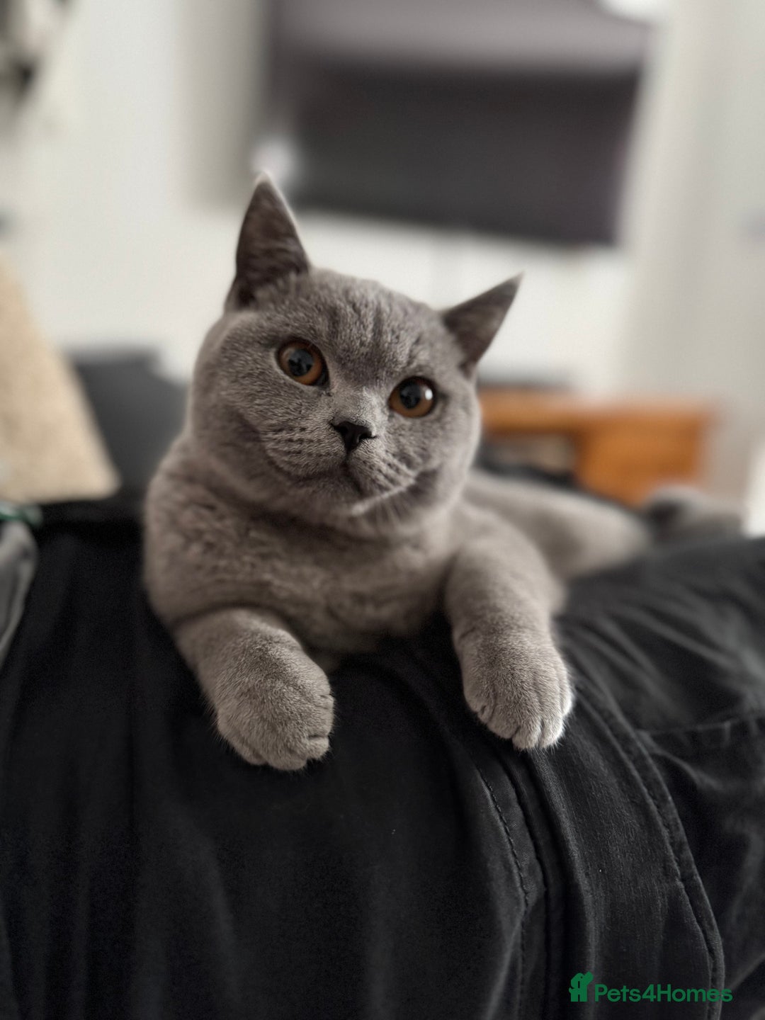 British Shorthair cats for sale: British Blue Shorthair  - Image 5
