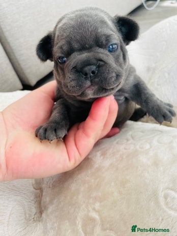 French Bulldog dogs - Advert 6