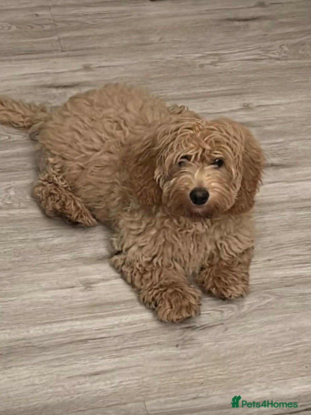 Mixed Breed dogs for sale: Gorgeous 6m family friendly male puppy  - Advert 4