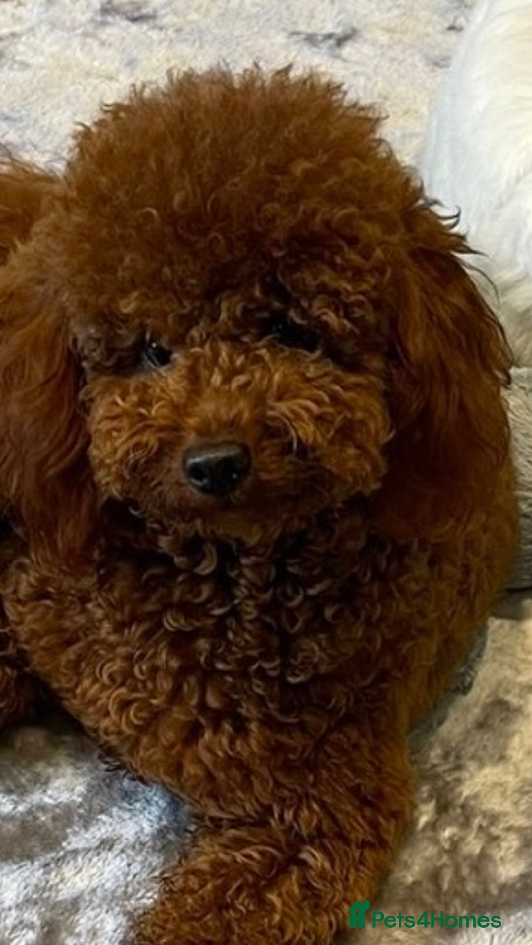 Cavapoo dogs for sale: Beautiful little girl.F1b fully DNA & health clear - Advert 8