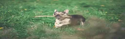 French Bulldog dogs for sale: Beautiful male french bulldog in London - Advert 6