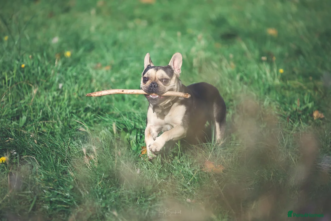 French Bulldog dogs for sale: Beautiful male french bulldog in London - Advert 6