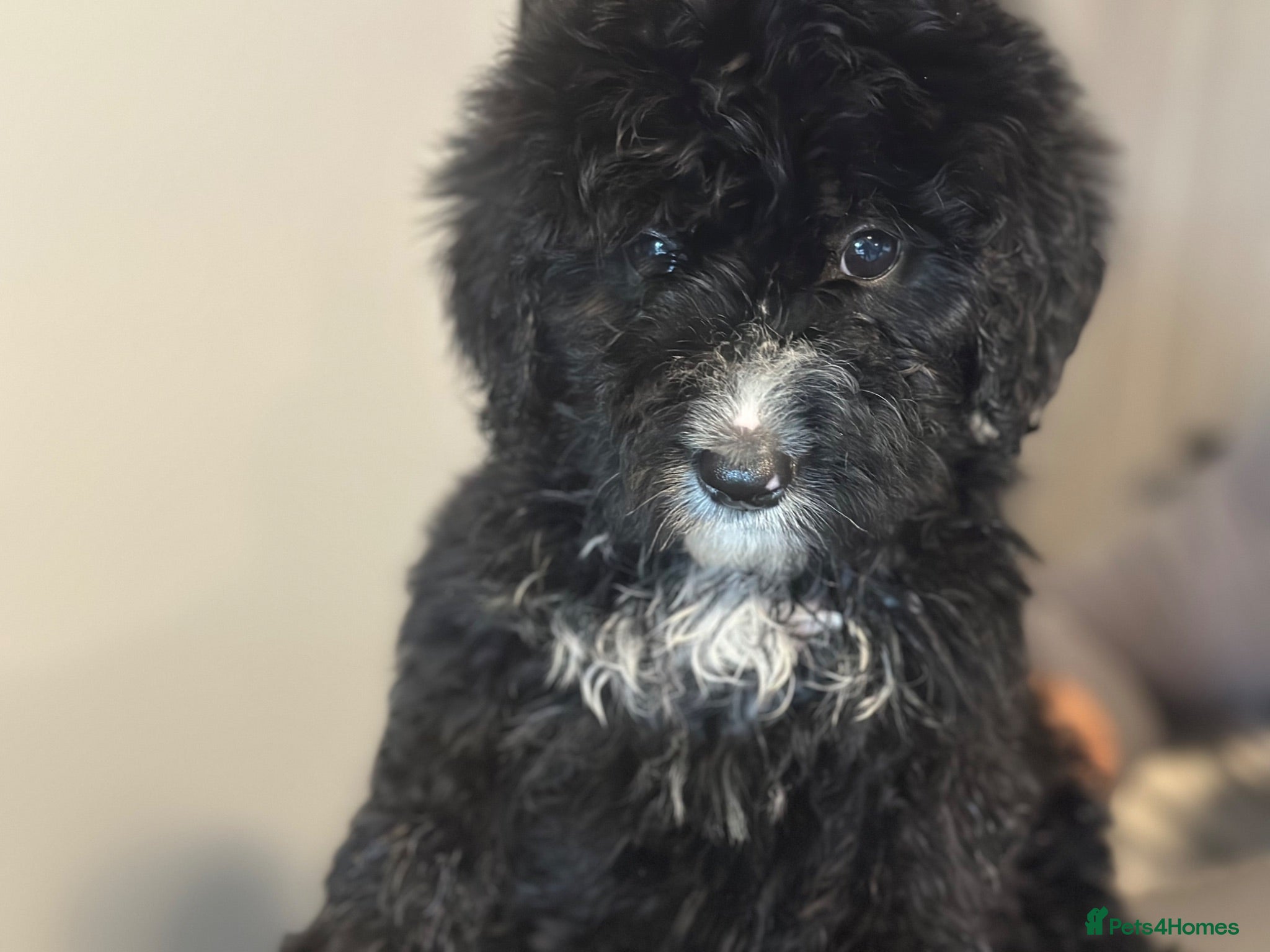 Bernedoodle dogs F1 STANDARD BERNADOODLES LAST 2 B/W GIRLS REDUCED - Advert 2