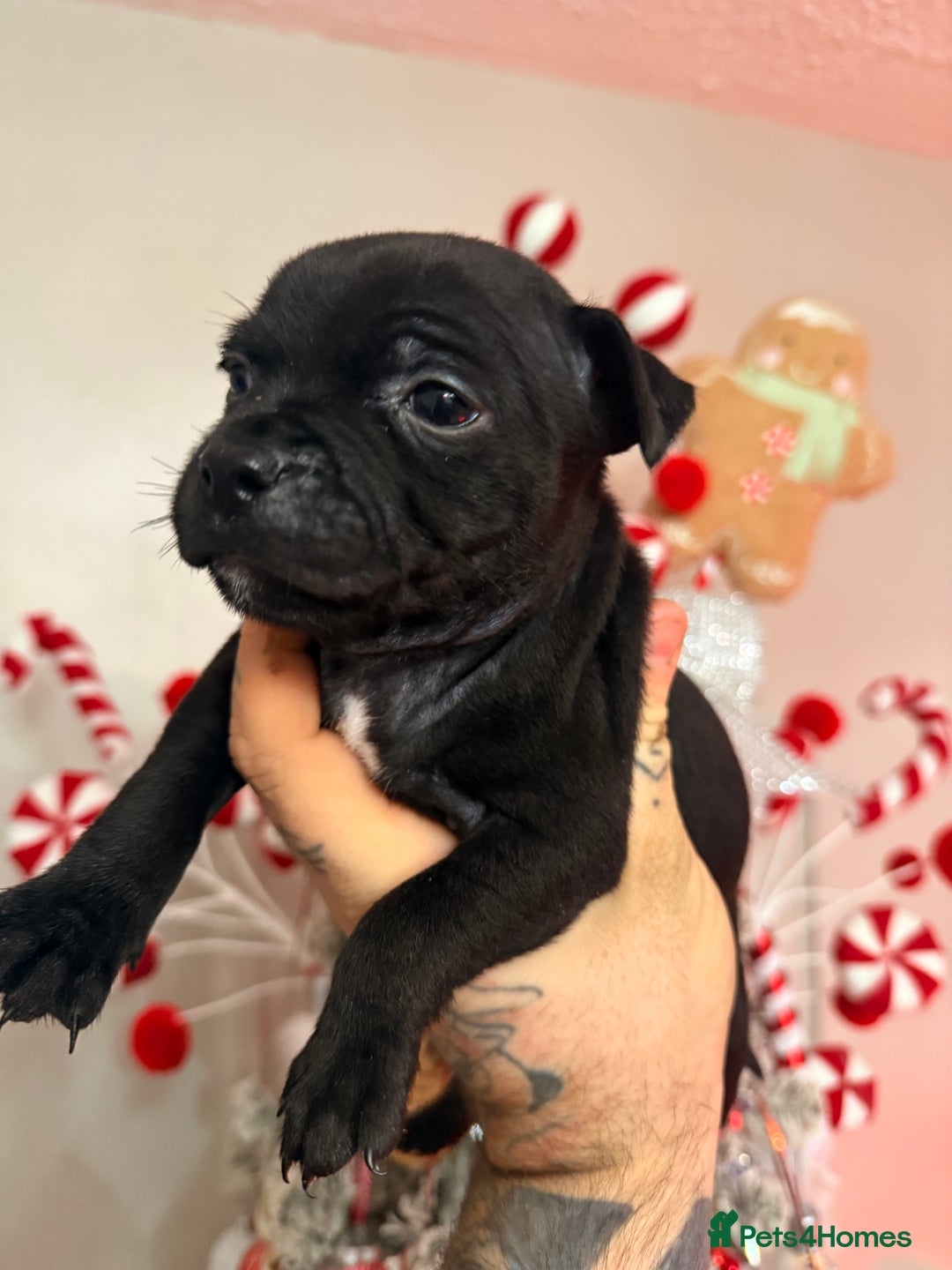 Staffordshire Bull Terrier dogs for sale: Champion sired Staffordshire bull terriers - Advert 10