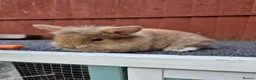 Lionhead rabbits for sale: Lionhead boy  - Advert 2