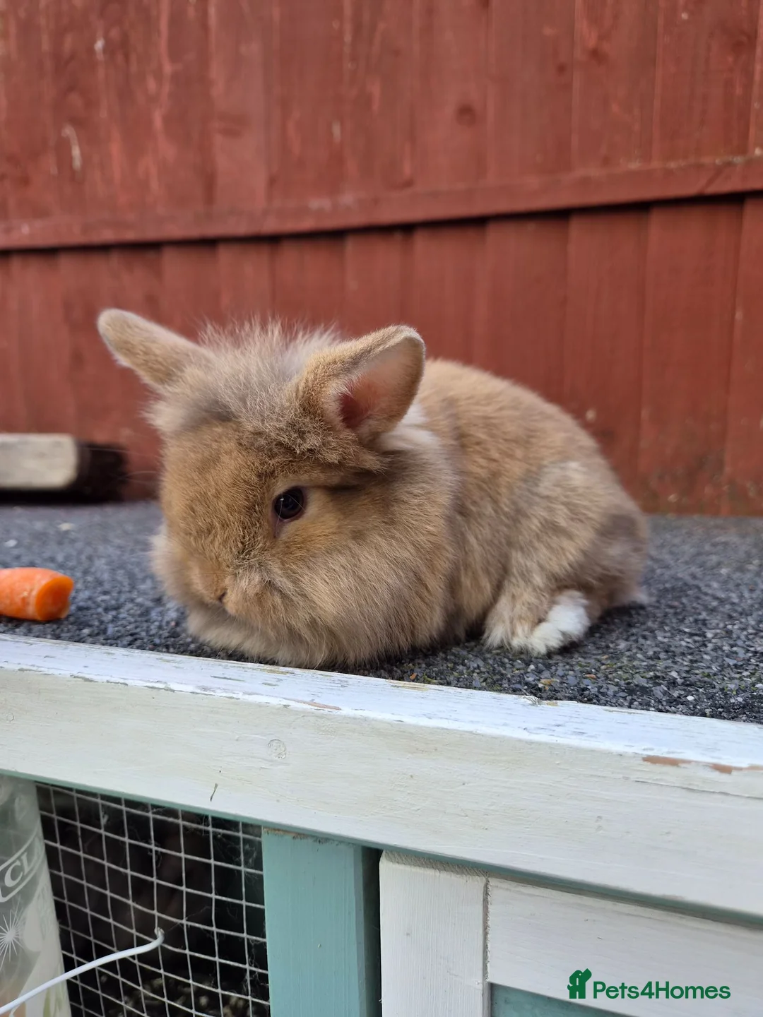 Lionhead rabbits for sale: Lionhead boy  - Advert 2