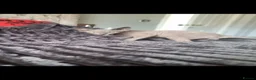Sphynx cats for sale: 2 Sphynx Boys - Advert 7