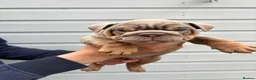English Bulldog dogs for sale: One Of A Kind English Bulldogs DWKC in Luton - Advert 17