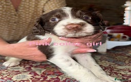 English Springer Spaniel dogs for sale: KC Springer Spaniel puppies 3 x girls available  in Hereford - Image 18