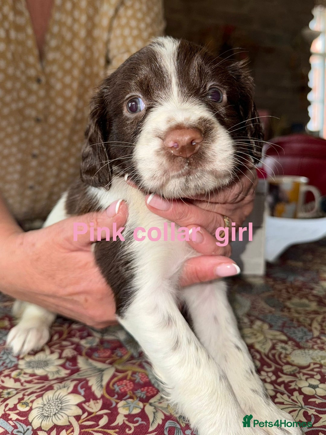 English Springer Spaniel dogs for sale: KC Springer Spaniel puppies 3 x girls available  in Hereford - Image 18