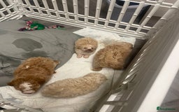 Cavapoo dogs for sale: Beautiful cavapoo puppies  - Image 3