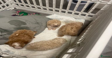 Cavapoo dogs - Advert 1