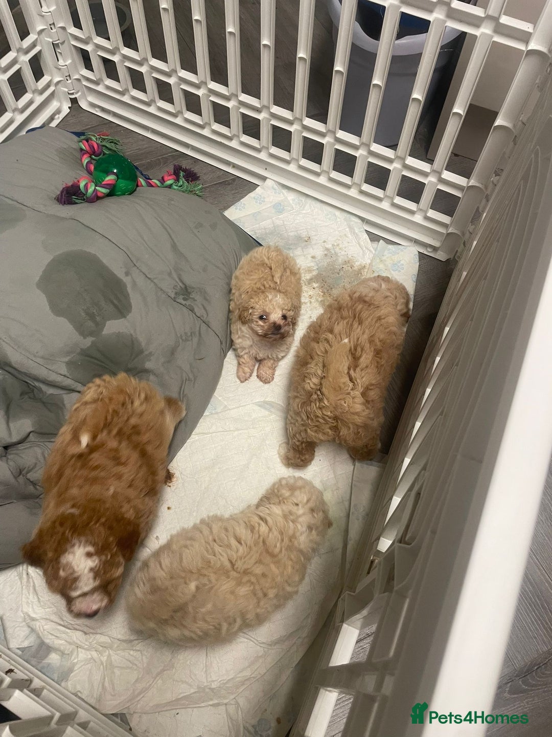Cavapoo dogs for sale: Beautiful cavapoo puppies  - Image 3