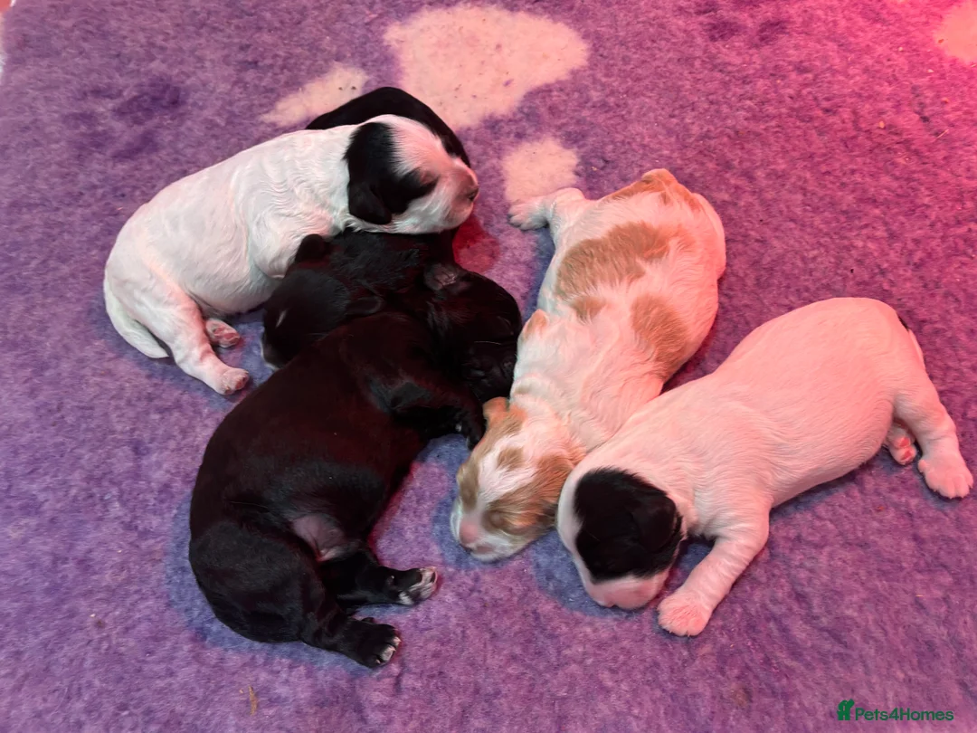 Cockapoo dogs for sale: 🐣Toy Cockapoo Puppies 🌸 - Advert 5