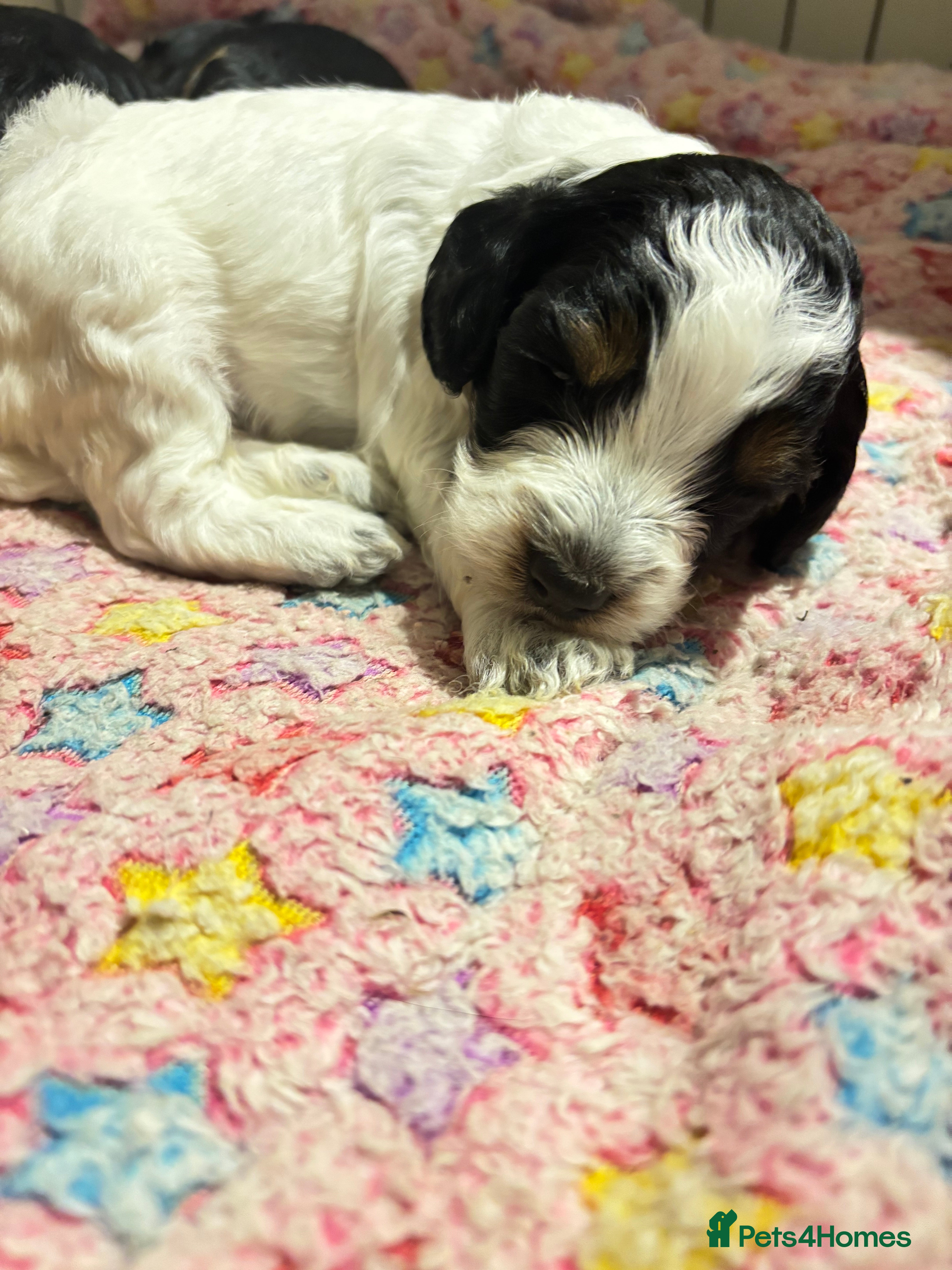 Cockapoo dogs Miniature cockapoo puppies  - Advert 3