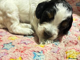 Cockapoo dogs Miniature cockapoo puppies - Advert 13