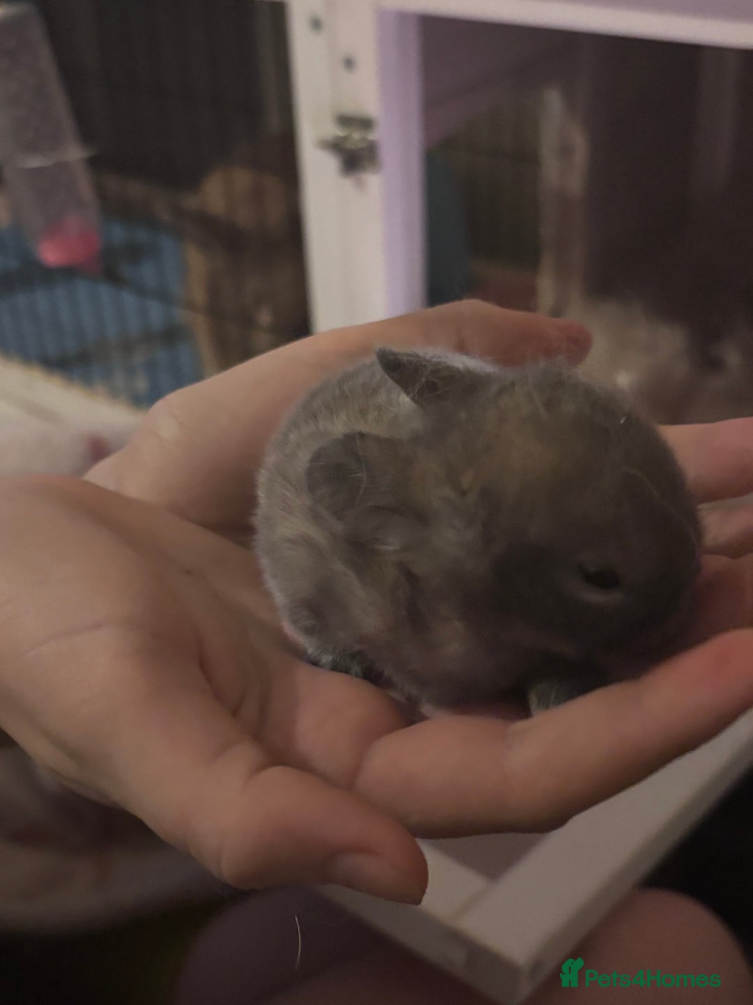 Mixed Breed rabbits for sale: Dwarf lop bunnies  - Advert 2