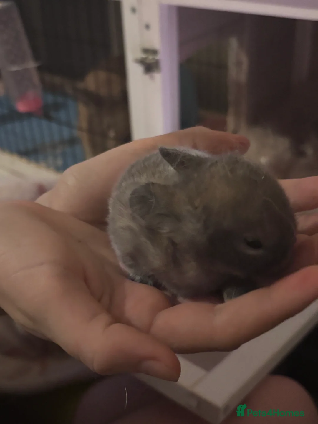 Mixed Breed rabbits for sale: Dwarf lop bunnies  - Advert 2