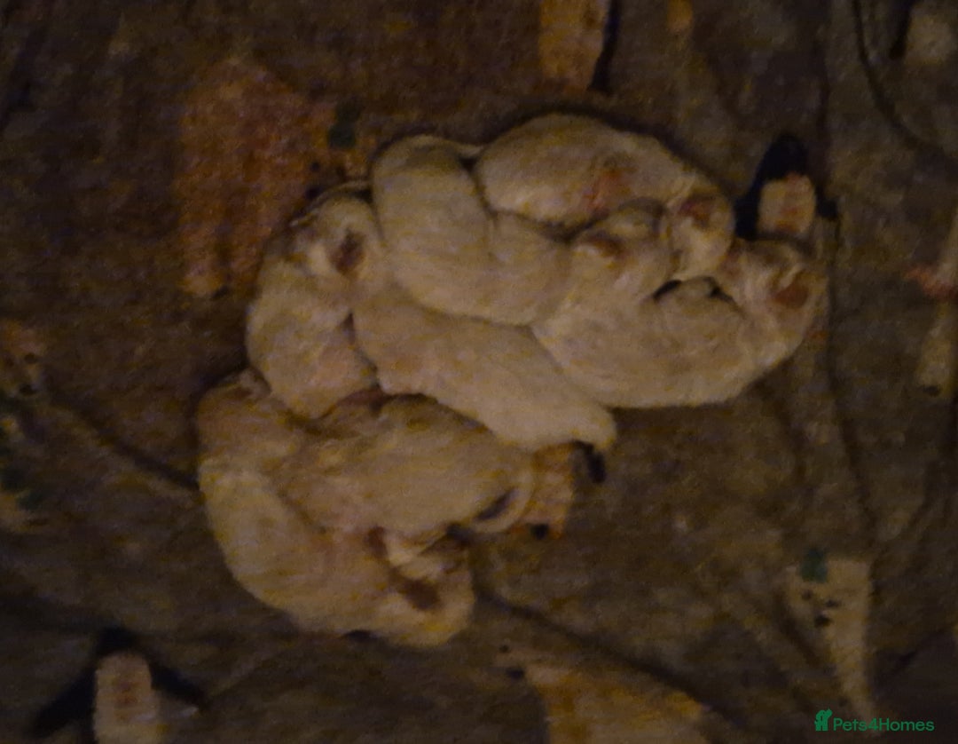 Ragdoll cats for sale: Cute playful ragdoll kittens 😸  - Advert 8