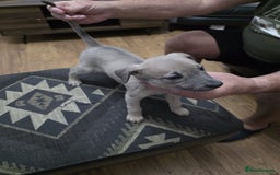 Lurcher dogs for sale: Lurcher  - Image 4