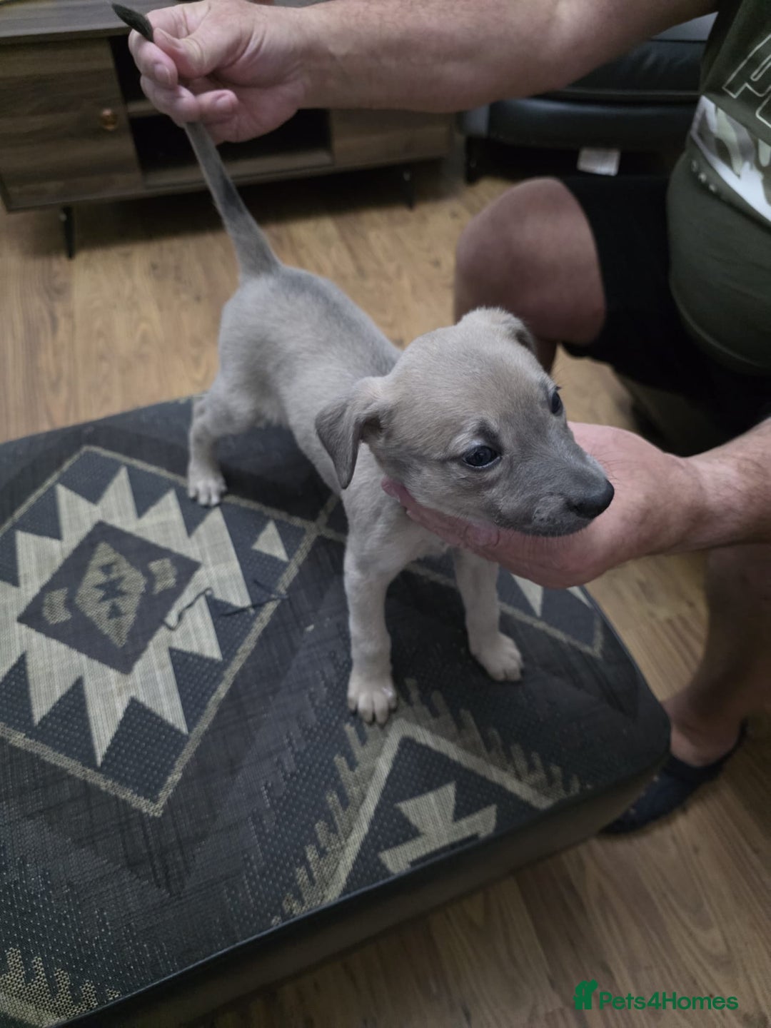 Lurcher dogs for sale: Lurcher  - Image 4