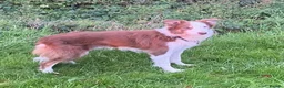 Border Collie dogs for sale: Fabulous Red Border Collie Puppies - Advert 1