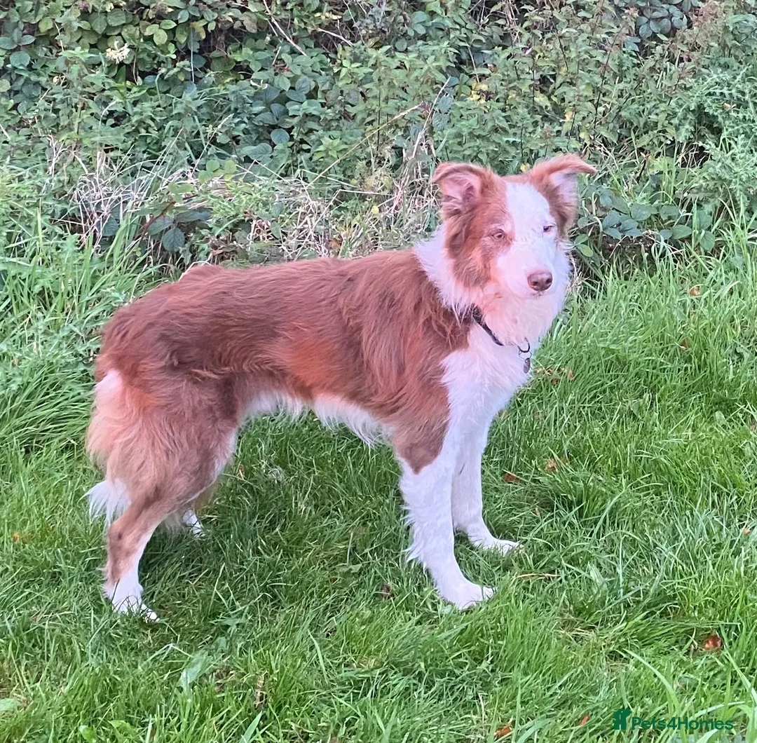 Border Collie dogs for sale: Fabulous Red Border Collie Puppies - Advert 1