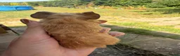 Guinea Pig rodents for sale: Baby guinea pigs  - Advert 4
