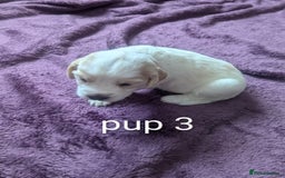 Sprocker dogs for sale: 5 sprocker puppies for sale - Image 8